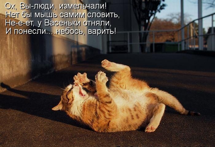 Котики и подписи (23 фото)
