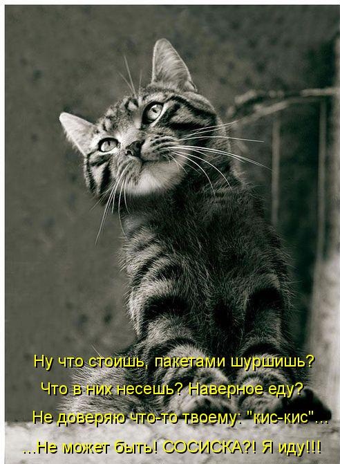 Котики и подписи (23 фото)