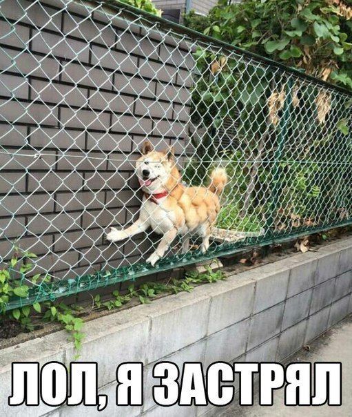 Прикольные картинки (113 фото)