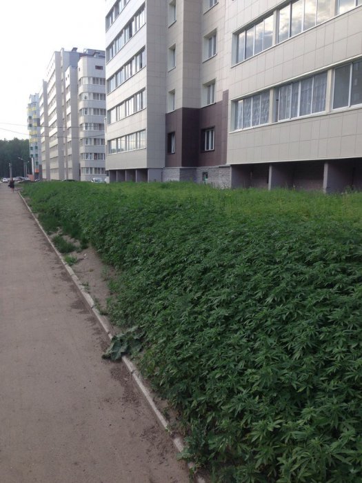 Газон 