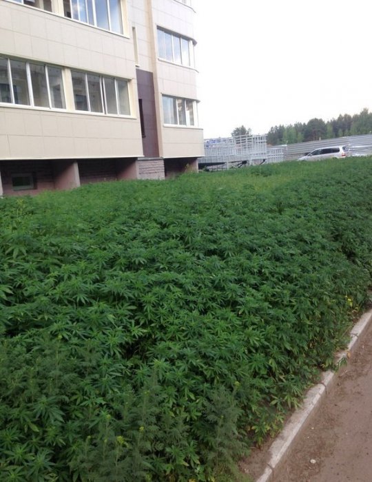 Газон 
