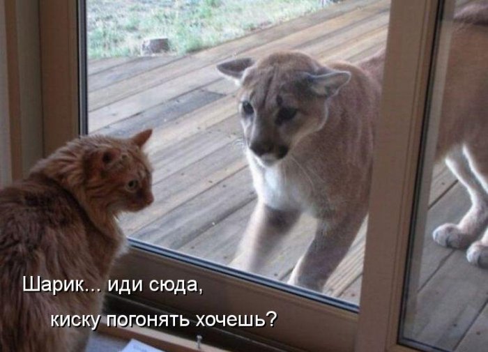 Котики и подписи (23 фото)