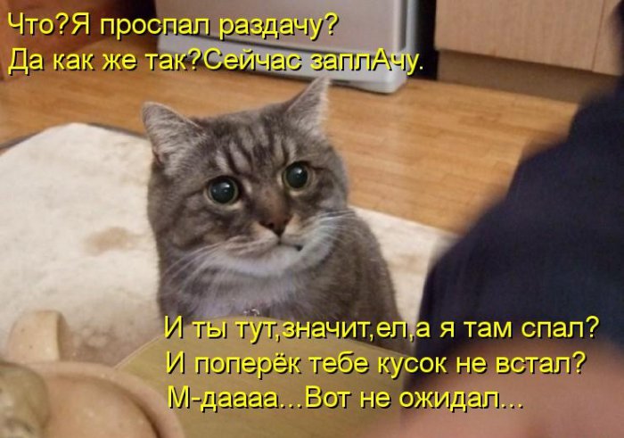 Котики и подписи (23 фото)