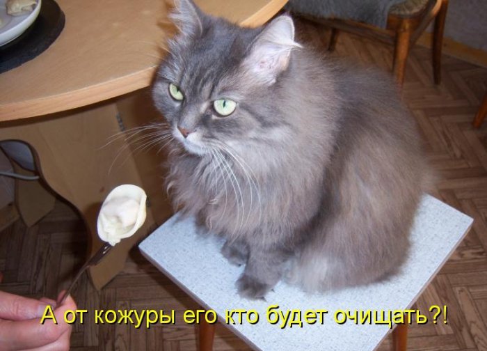 Котики и подписи (23 фото)