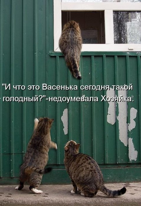 Котики и подписи (23 фото)