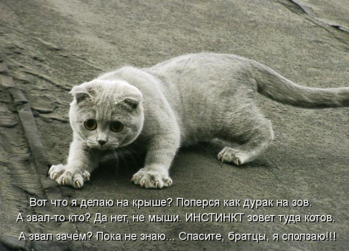 Котики и подписи (23 фото)