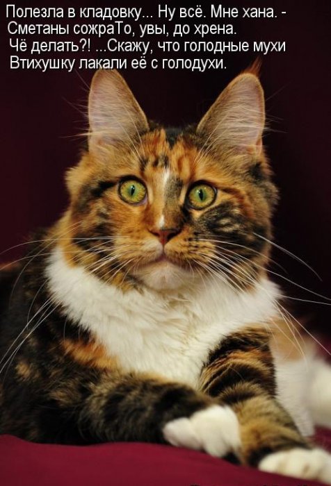Котики и подписи (23 фото)