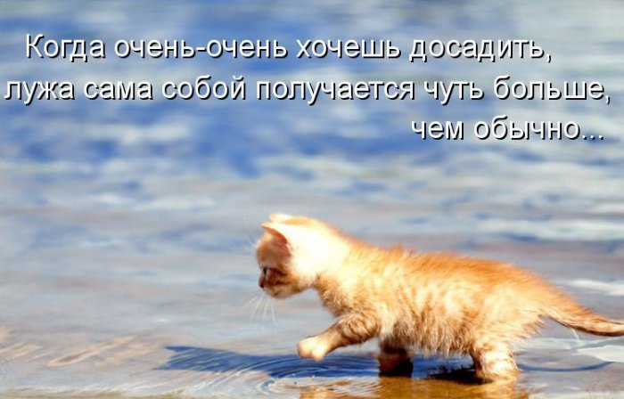 Котики и подписи (23 фото)