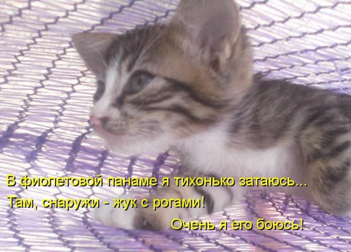 Котики и подписи (23 фото)