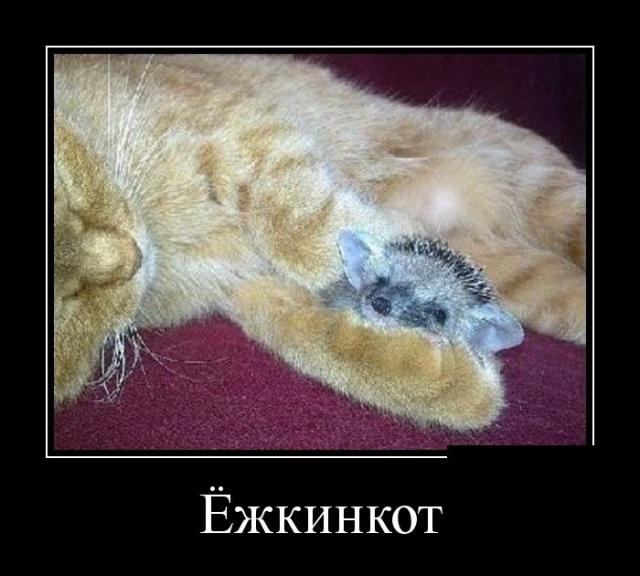 Демотиваторы (30 фото)