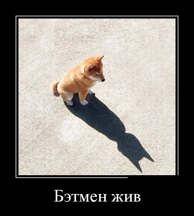 Демотиваторы (30 фото)