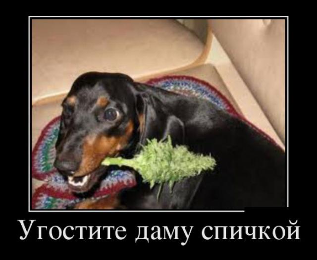 Демотиваторы (30 фото)