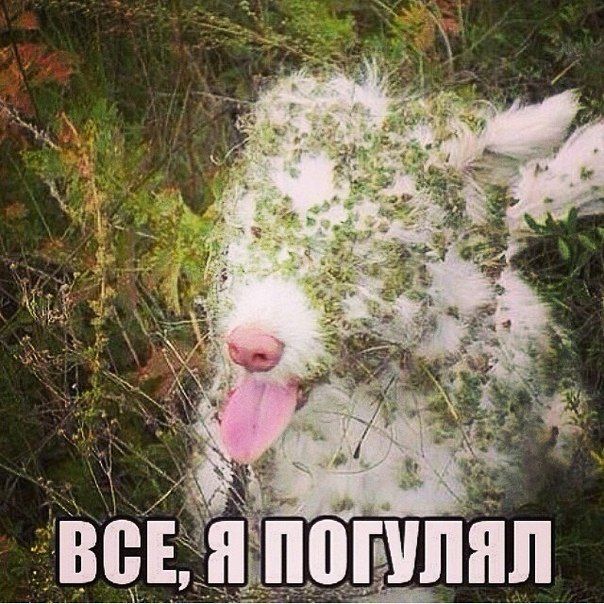 Прикольные картинки (88 фото)