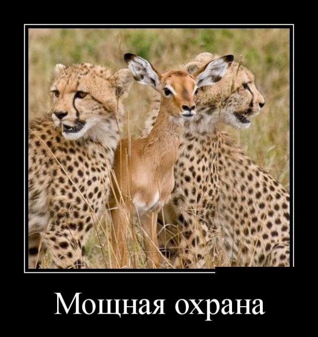 Демотиваторы (30 фото)