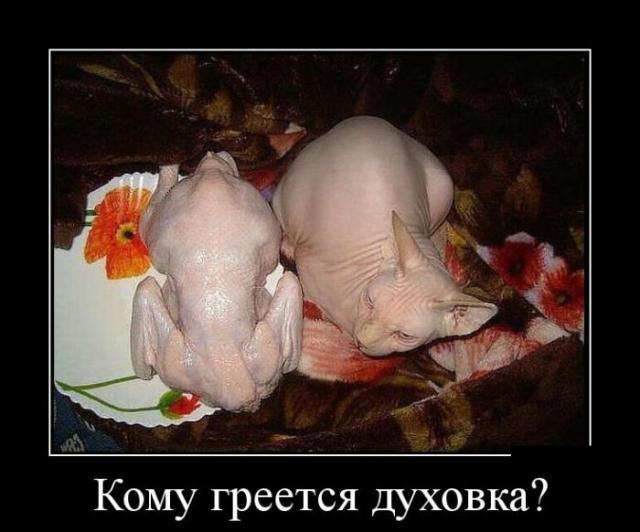 Демотиваторы (30 фото)
