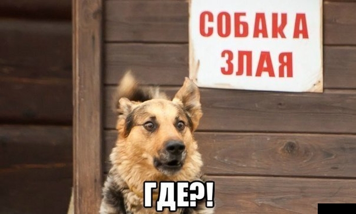 Прикольные картинки (97 фото)