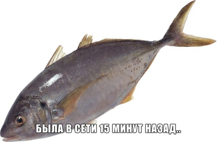 Прикольные картинки (96 фото)