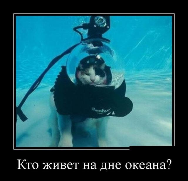 Демотиваторы (30 фото)