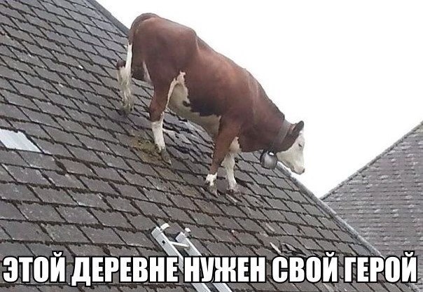 Прикольные картинки (87 фото)