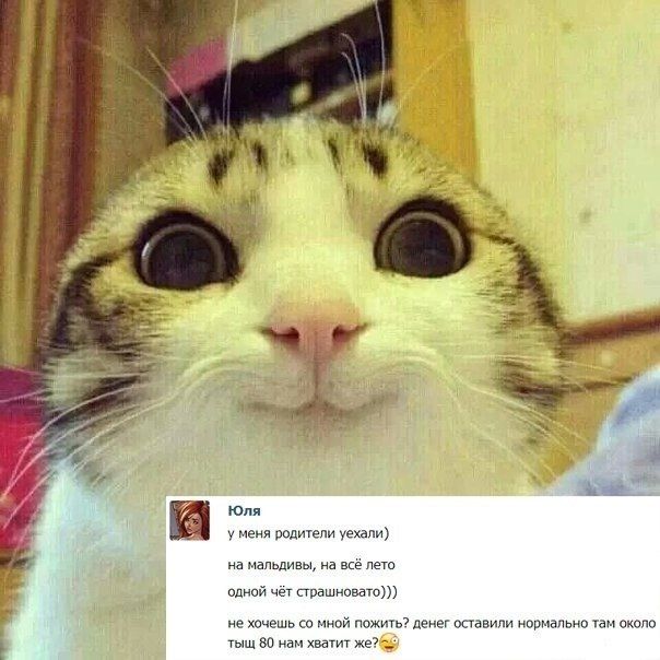 Прикольные картинки (87 фото)