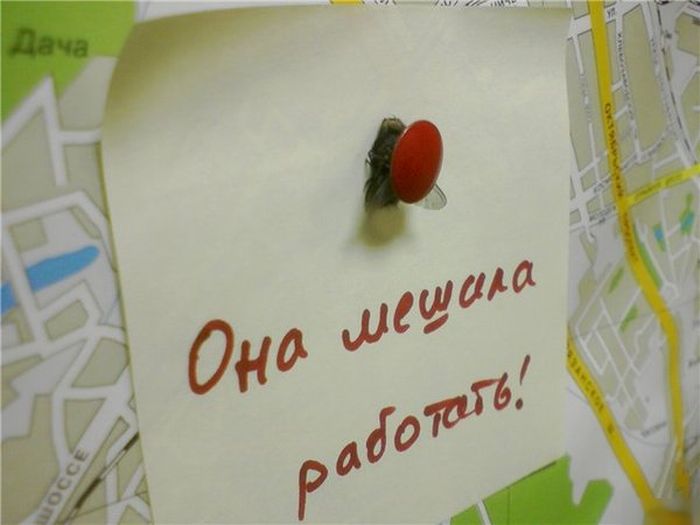 Прикольные картинки (80 фото)