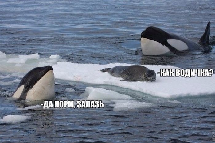 Прикольные картинки (80 фото)