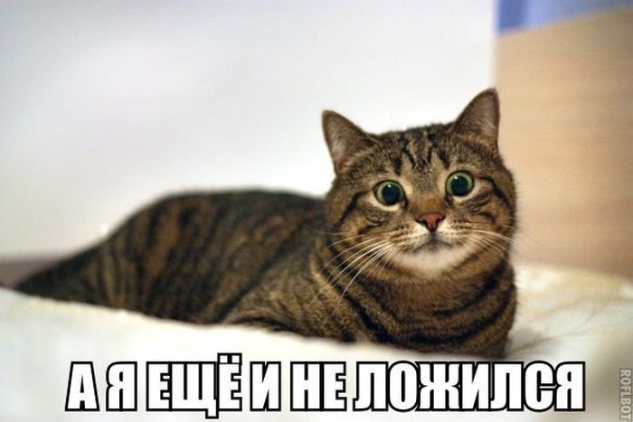 Прикольные картинки (80 фото)