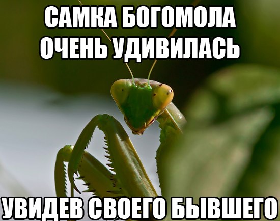 Прикольные картинки (102 фото)
