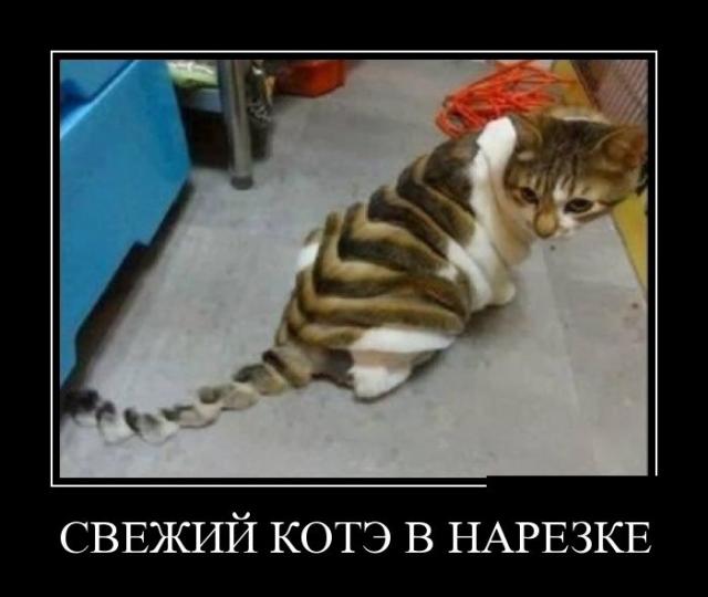 Демотиваторы (30 фото)