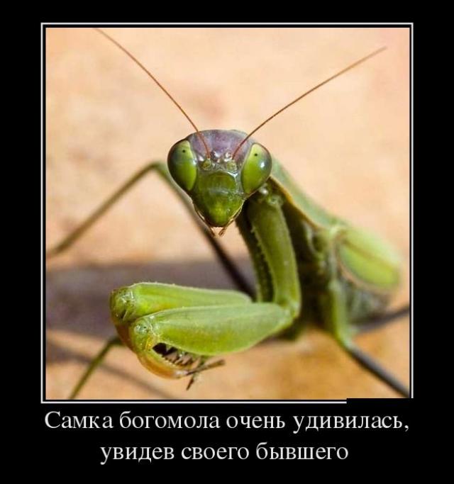 Демотиваторы (30 фото)