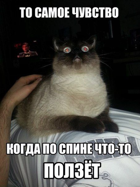 Прикольные картинки (79 фото)