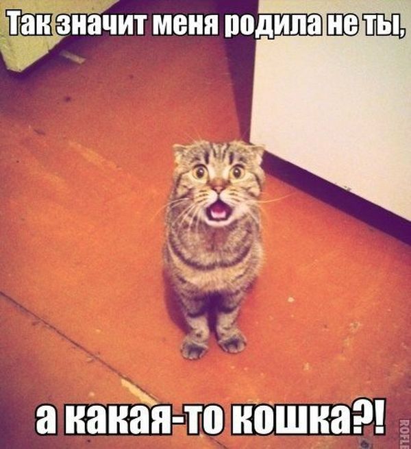Прикольные картинки (117 фото)