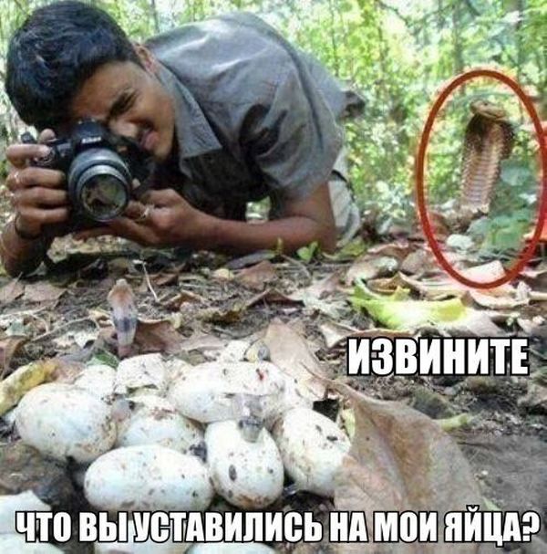 Прикольные картинки (117 фото)