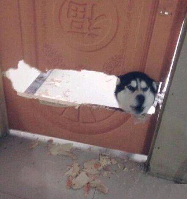 Прикольные картинки (75 фото)