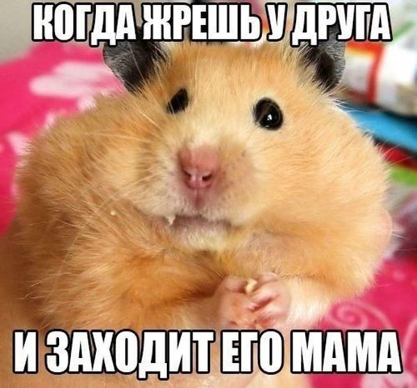 Прикольные картинки (75 фото)