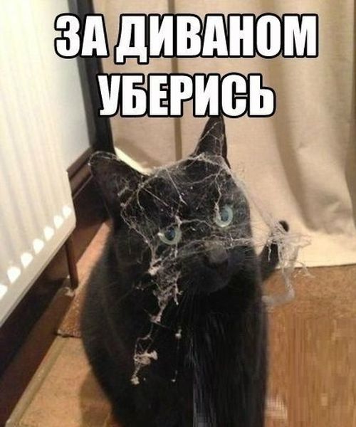 Прикольные картинки (75 фото)