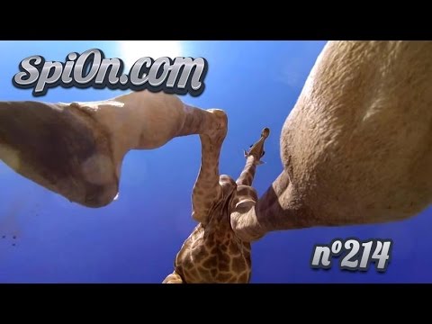 Le Zap de Spi0n n°214