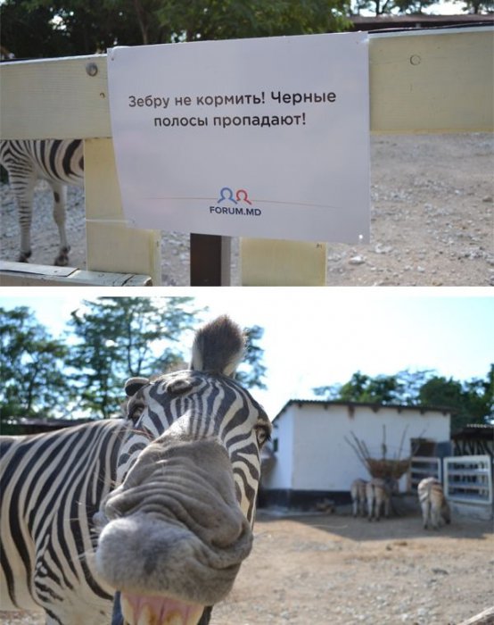 Забавные картинки