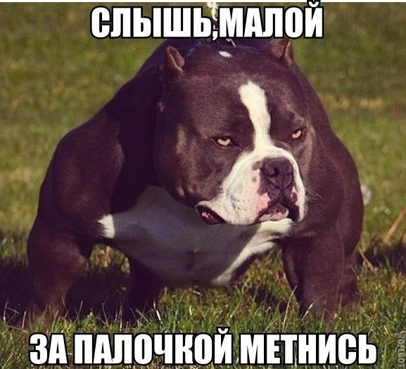 Забавные картинки