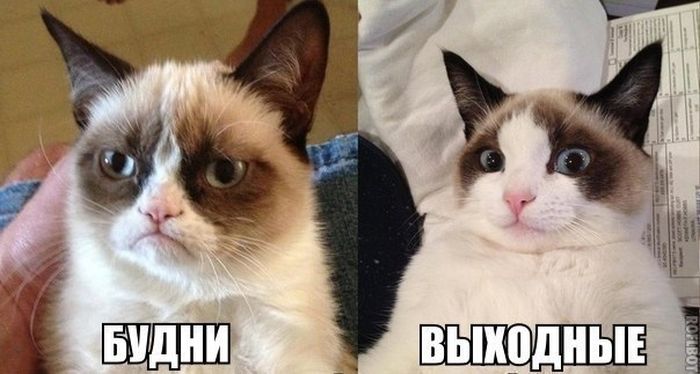 Забавные картинки