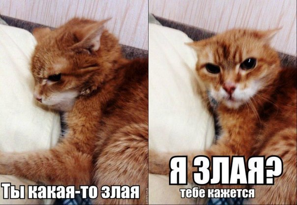 Подборка картинок из соцсетей