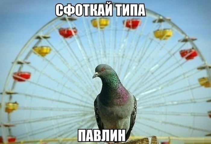 Забавные картинки