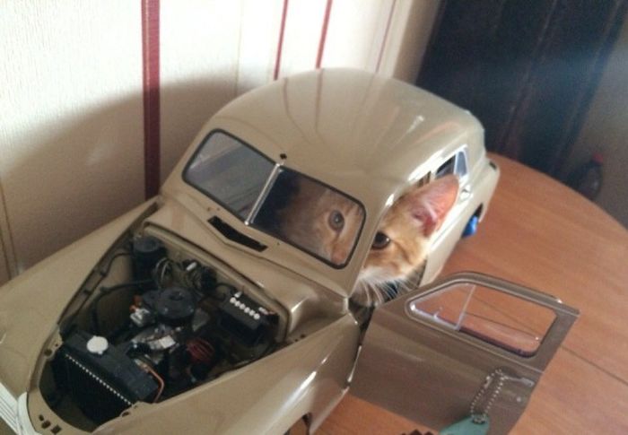 Прикольные картинки (80 фото)