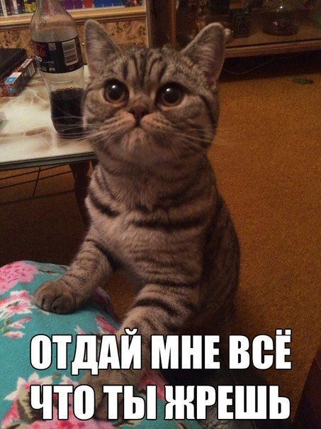 Прикольные картинки (80 фото)