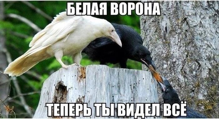 Прикольные картинки (80 фото)