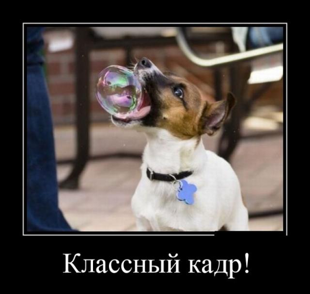 Демотиваторы (30 фото)