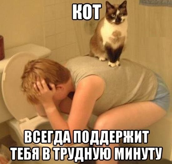 Прикольные картинки (85 фото)