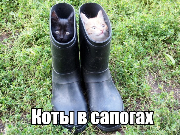 Прикольные картинки (81 фото)