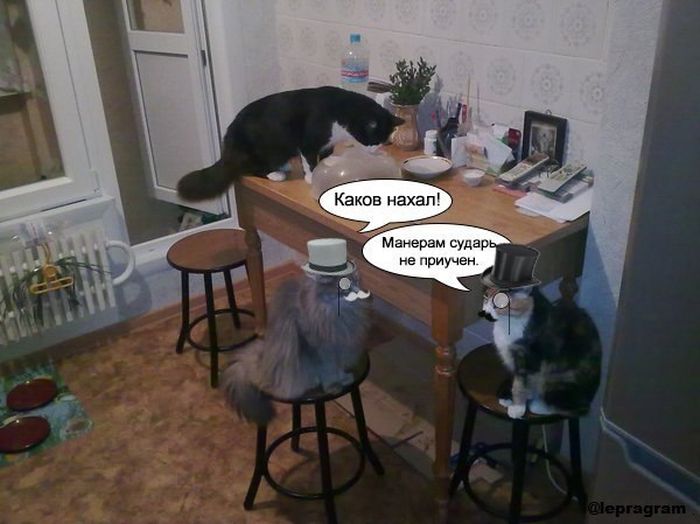 Забавные картинки