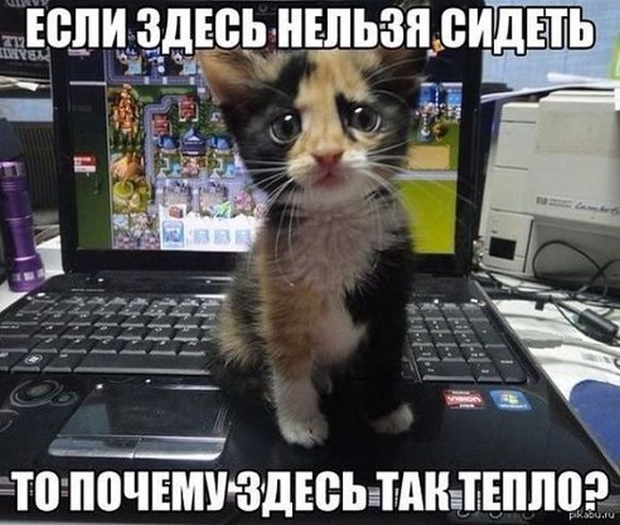 Забавные картинки